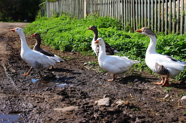 A few geese on a country road