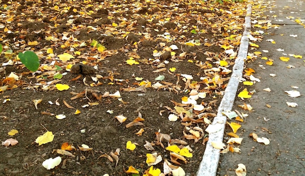 A few leaves turned yellow and fell just the autumn