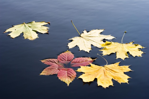 A few leaves on the water