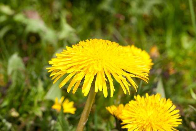 A few new yellow dandelion flowers on a spring meadow