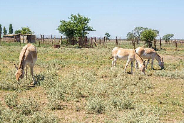 Несколько лошадей Пржевальского в Аскания-Нова свободно пасутся.