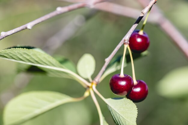 A few red ripe cherries hanging on a branch of a cherry tree