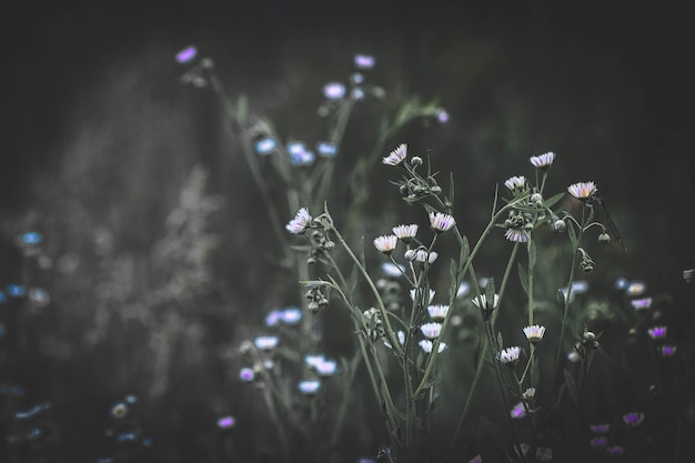 暗いフィルターで背景がぼやけているいくつかの小さな花