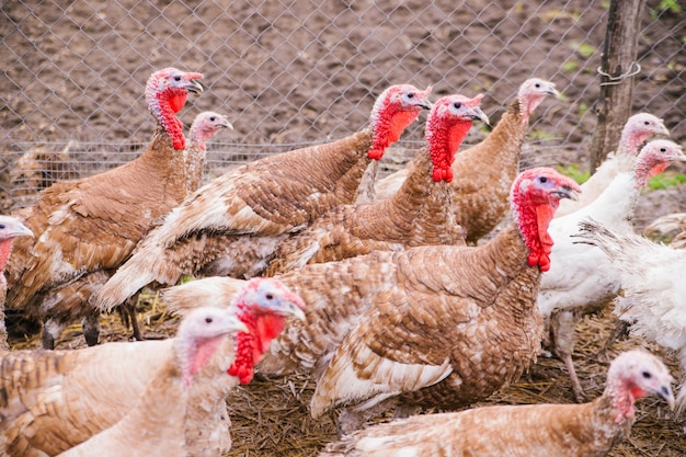 A few turkeys are walking around the yard Rural area Variegated multicolored feathersTurkeys in the barn go and eat