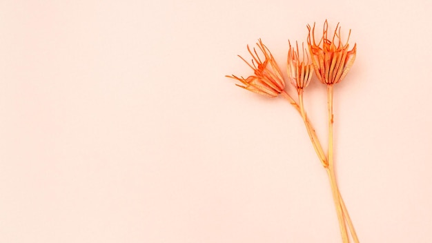 Few twigs with dried flowers on pink background