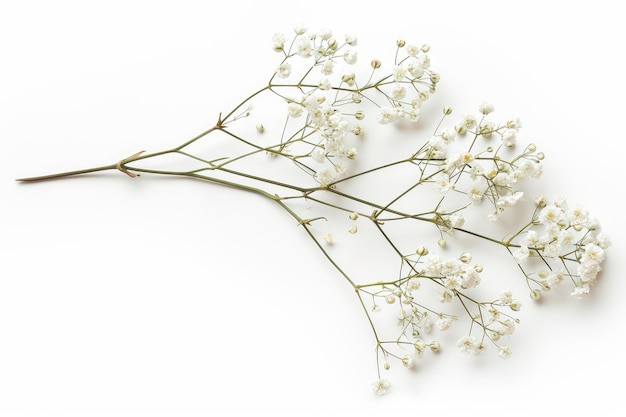 Несколько ветвей с маленькими белыми цветами Gypsophila Baby39sbreath изолированы на белом фоновом фото на