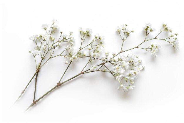 Photo few twigs with small white flowers of gypsophila babys breath isolated on white background