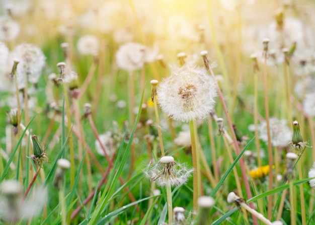 A few white dandelion and blowball on green meadow at sunset