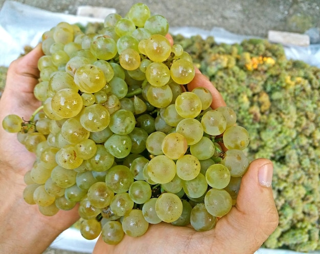 A few white grapes in the hand close up