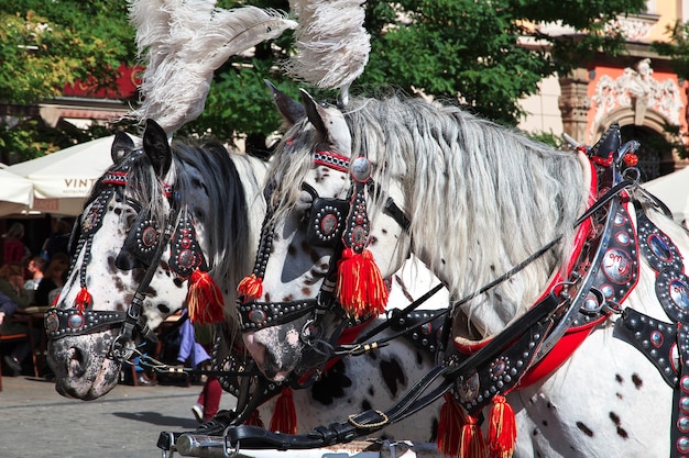 クラクフポーランドの辻馬車