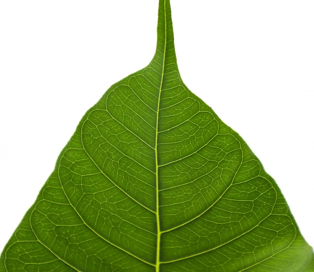 Фото Волокнистый узор на листьях