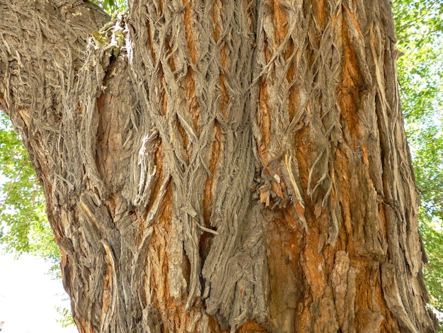 Fibers on a large tree trunk