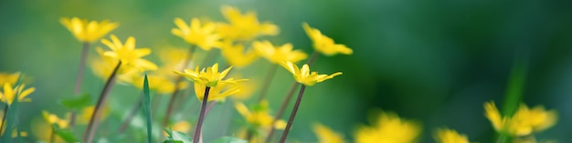 Ficaria verna bloemen in de lente Natuur achtergrond Horizontale vlag