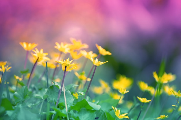 Ficaria verna bloemen in de lente Natuur achtergrond