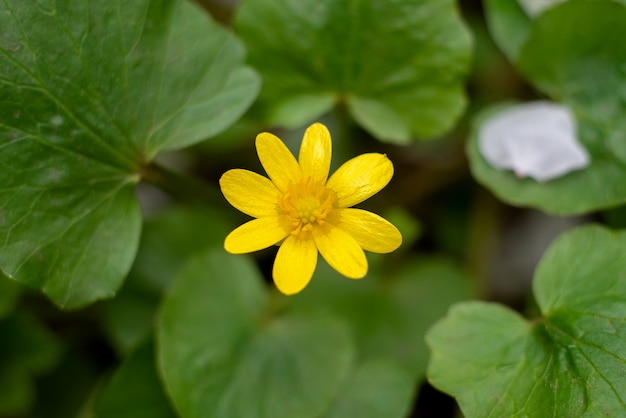 Ficaria verna. gele lentebloemen