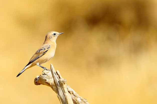 Ficedula hypoleuca - De cerrojillo vliegenvanger is een soort van zangvogel in de vliegenvanger