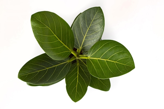 Ficus altissima variegated benghalensis beautiful leaf on white background isolated green plant leaves