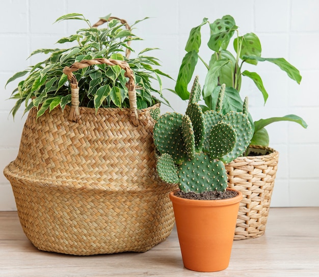 Ficus benjamin in een rieten mand, cactus, kamerplanten op tafel