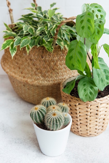 Ficus benjamin in een rieten mand, maranta kerchoveana en cactus op tafel