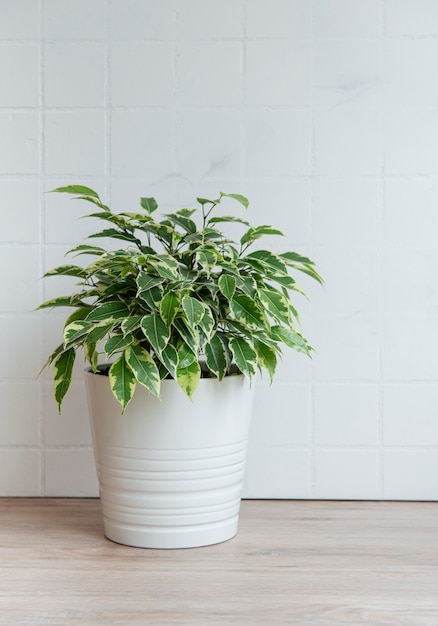 Foto ficus benjamin op tafel, kamerplanten