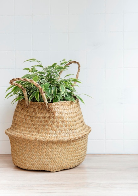 Foto ficus benjamin in un cesto di paglia sul tavolo