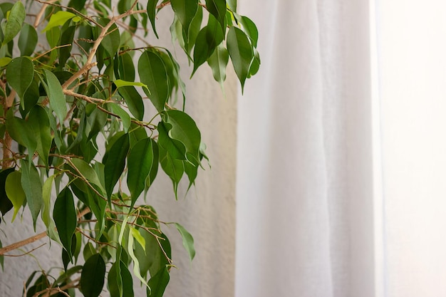 얇은 명주 그물이있는 창 근처 회색 벽에 Ficus benjamina. 텍스트, 선택적 초점을 위한 장소입니다.