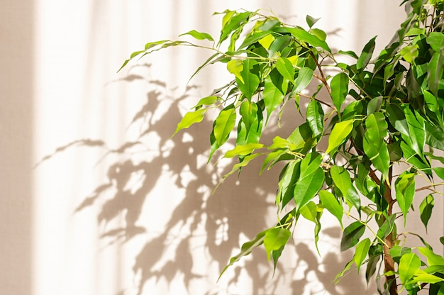 Ficus Benjamina on the background of a light wall in the sunlight