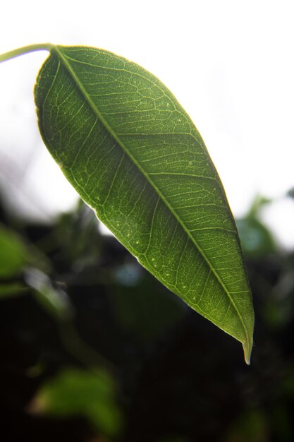 Ficus benjamina groene bladeren achtergrond