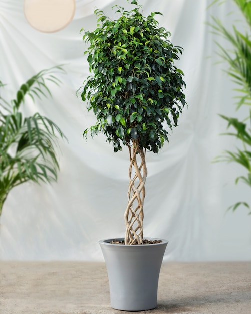 흰색 배경 가진 Ficus Benjamina 관엽 식물