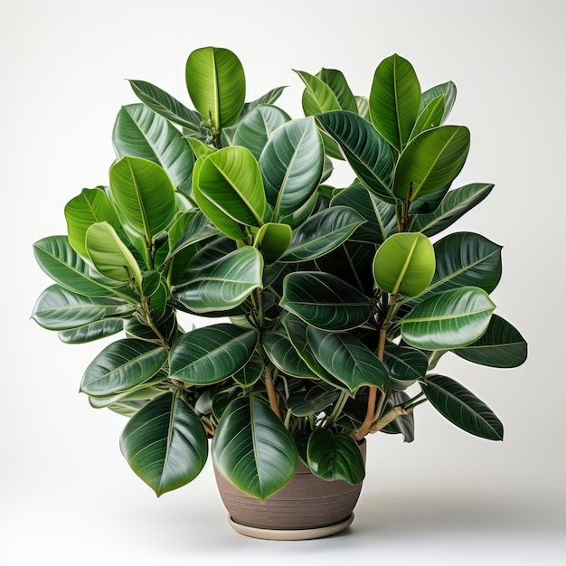 Foto ficus benjamina met groene bladeren hd op witte achtergrond