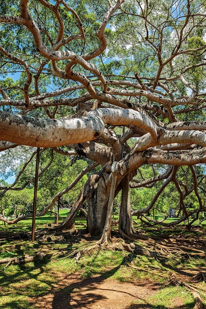 スリランカ、キャンディのペラデニヤ植物園にあるフィカス ベンジャミナの木