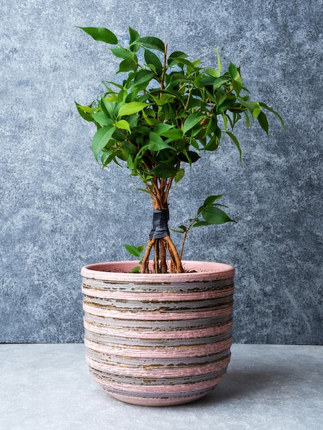 Ficus benjamina twist process how to weave weeping fig plant
stem at home grey background