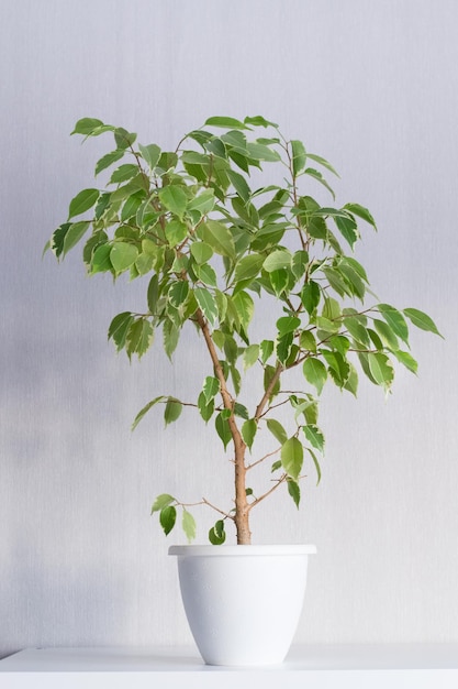 집에서 Ficus Benjiamina variegata