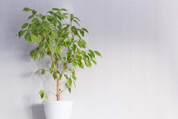 Ficus Benjiamina variegata in home