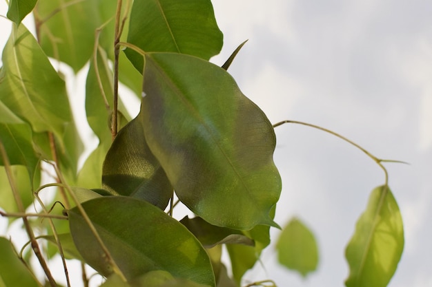 Ficus disease. Diseased ficus leaves. Improper care of indoor plants. Free space for text.