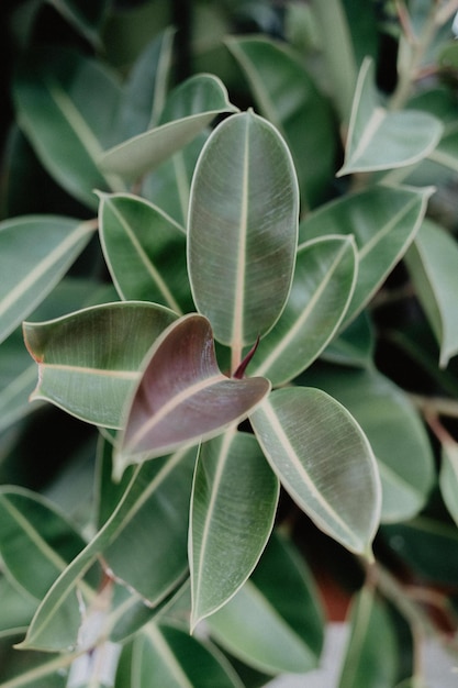 Foto ficus elastica achtergrond