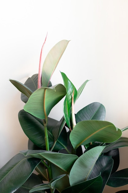 Ficus elastica in front of white wall