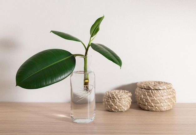 Piantine di ficus elastica con radici in bottiglia d'acqua