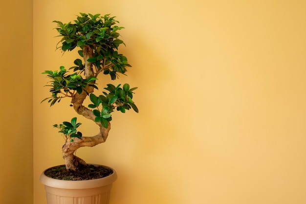 Ficus 인삼 플라스틱 화분에 담긴 분재 나무 Ficus microphylla 인삼