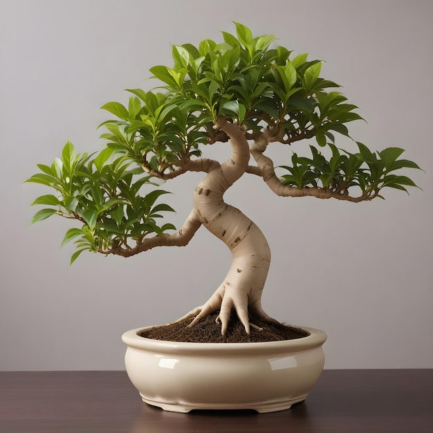 Photo ficus ginseng bonsai tree in pot
