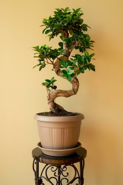 Ficus Ginseng Bonsaiboom in kunststof pot. Ficus microphylla Ginseng. Thuisplant