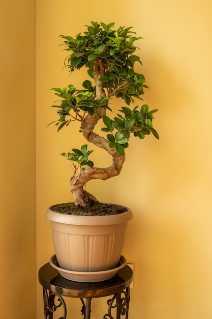 Ficus Ginseng Bonsaiboom in plastic pot Ficus microphylla Ginseng Huisplant