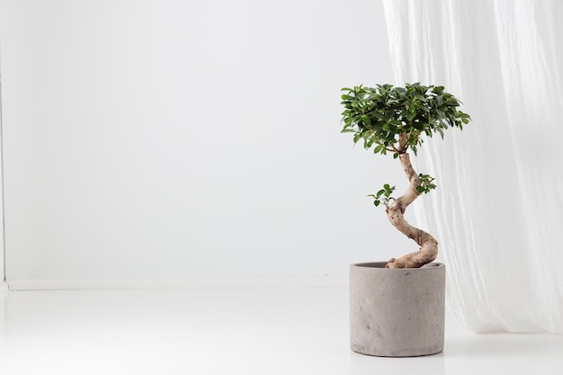 Ficus Ginseng in een betonnen pot op de witte achtergrond