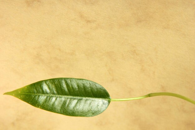 Ficus Leaf on Colorful Background