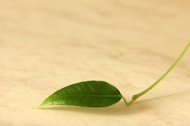 Ficus Leaf on Colorful Background