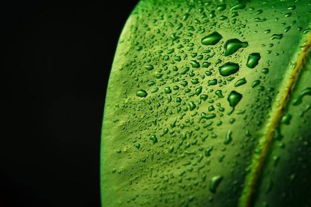 Ficus leaf with water drops macro