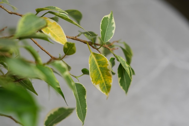 Ficus leaves are turning yellow Ficus diseases Popular houseplant Ficus