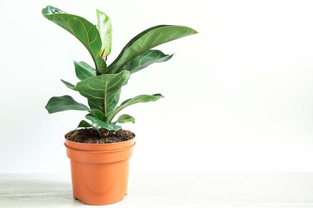 Ficus lirata bambino in een pot op een witte achtergrond Groeiende ingemaakte kamerplanten groen woondecoratie zorg en teelt