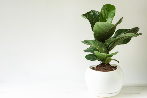 Foto ficus lirata bambino in una pentola su sfondo bianco coltivazione di piante da appartamento in vaso cura e coltivazione di decorazioni per la casa verdi