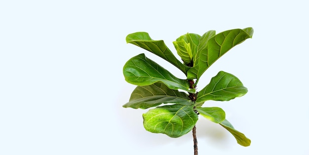 Ficus lyrate boom op witte achtergrond